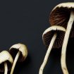 Magic-Mushrooms-top-image